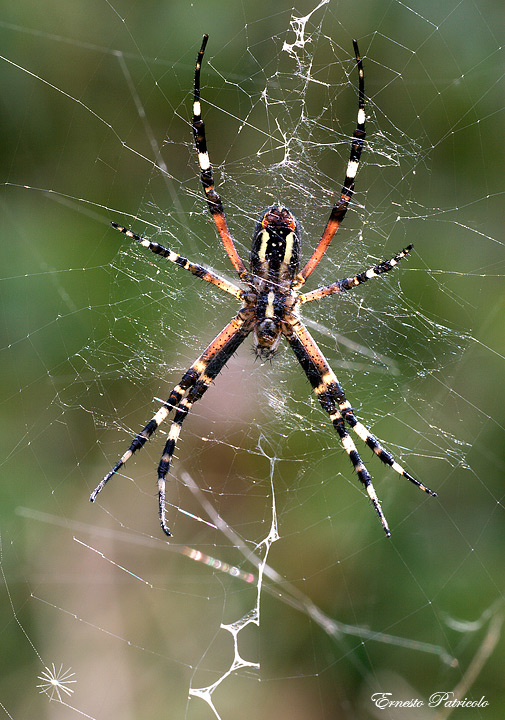 Argiope bruennichi